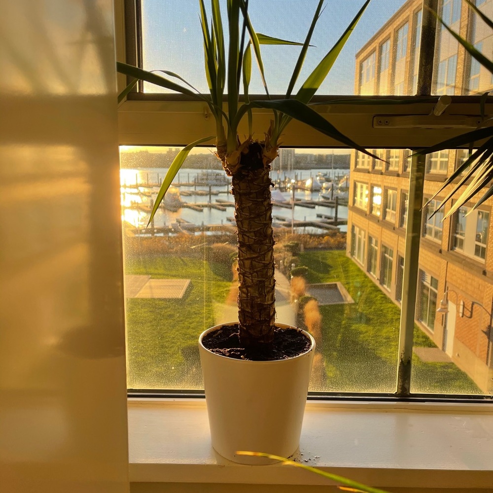 Mini palm tree - Picture 2 of 5